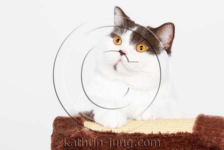 BKH Katze chocolate white van