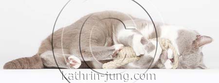 Katze spielt mit Seil Katze spielt mit Seil
