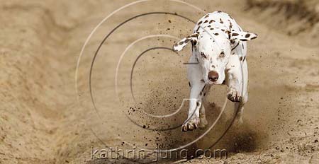 Dalmatiner in Action Sand Dalmatiner in Action Sand