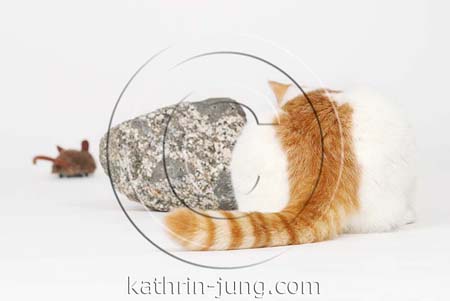 Katze lauert