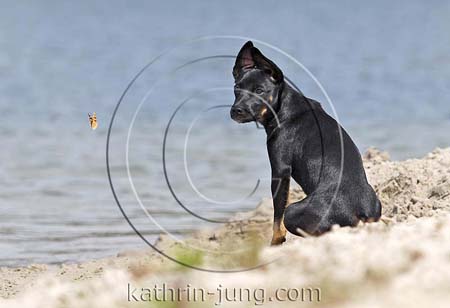 Welpe am Strand 