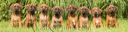 Rhodesian Ridgeback Welpen 8 Welpen nebeneinander Rhodesian Ridgeback Welpen 8 Welpen nebeneinander