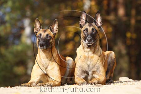 Malinois liegen nebeneinander Malinois liegen nebeneinander