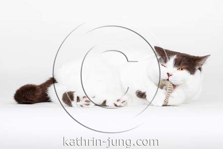 Katze kaut Spielzeug Katze kaut Spielzeug