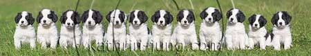 Landseer Welpen in Reihe Landseer Welpen in Reihe