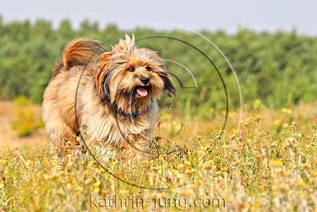 Tibet Terrier