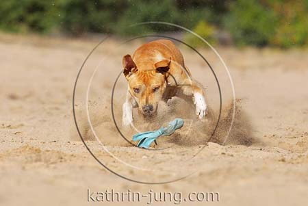 American Staffordshire Terrier