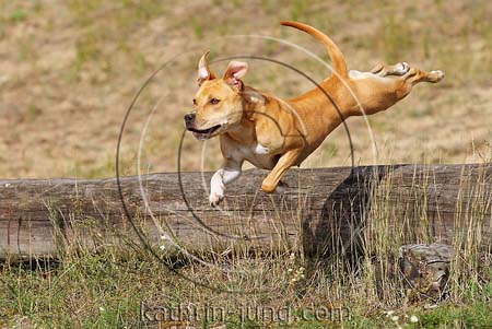 Hund springt über Baumstamm