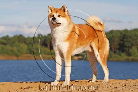 Akita Inu