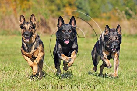 Schäferhund Schäferhund