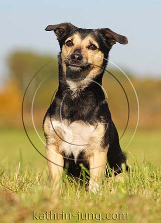 Hund 