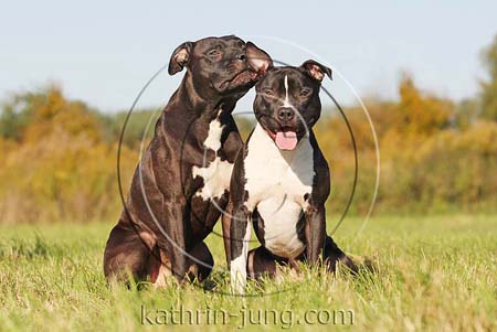 American Staffordshire Terrier