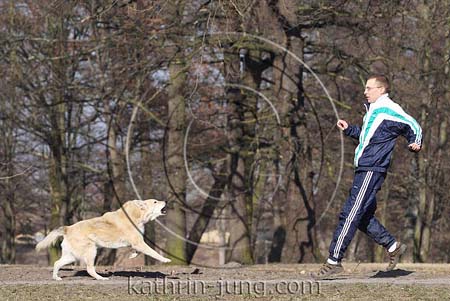 Hund greift Jogger an