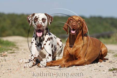 Dalmatiner und Magyar Vizsla