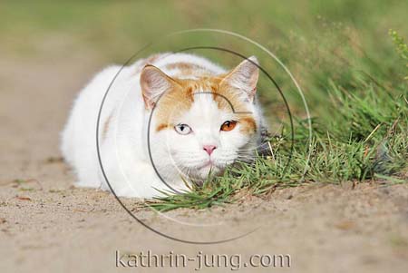 Katze lauert Katze lauert