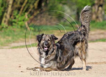 Hund verbeugt sich Hund verbeugt sich