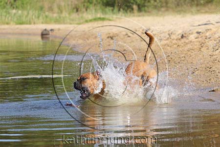 Hund im Wasser