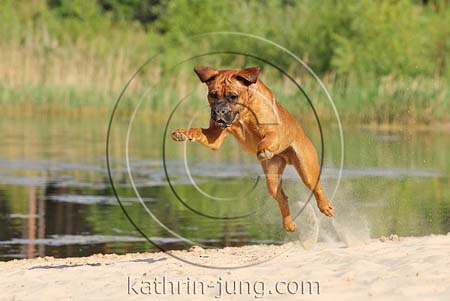 Hund am Strand