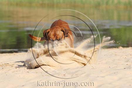 Hund in Action Sand