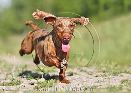 Tigerdackel in Action