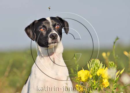 Hund und Fliege witzig Hund und Fliege witzig