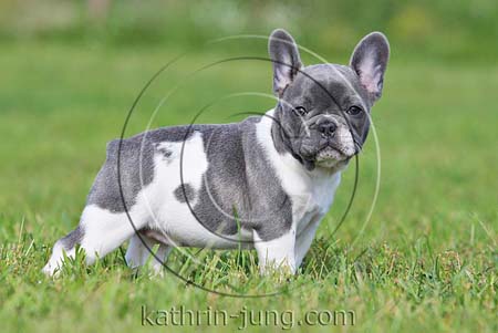Welpe blau-weiss Französische Bulldogge Welpe blau-weiss Französische Bulldogge