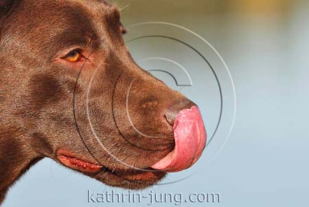 Close up Hund Labrador Close up Hund Labrador
