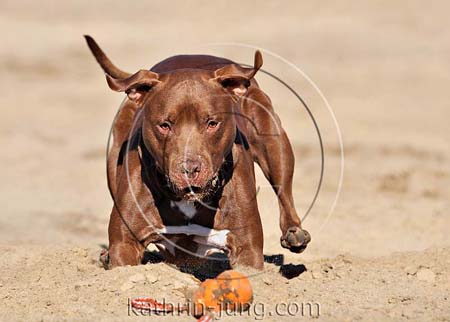 American Staffordshire Terrier in Action im Sand American Staffordshire Terrier in Action im Sand