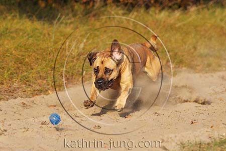 Hund in Action