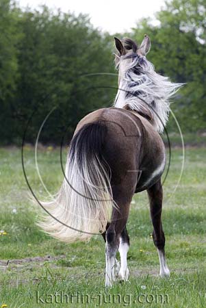 Rebells Red Angel Foxtrotter Rebells Red Angel Foxtrotter