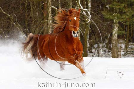 Missouri Foxtrotter Southern Smokey im Schnee