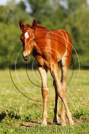 Hengstfohlen Missouri Foxtrotter Hengstfohlen Missouri Foxtrotter