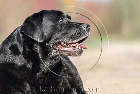 Labrador schwarz Herbst