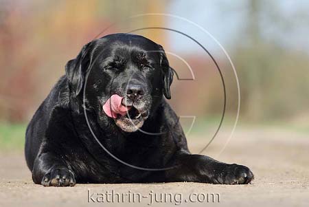 Labrador schwarz Herbst leckt sich das Maul