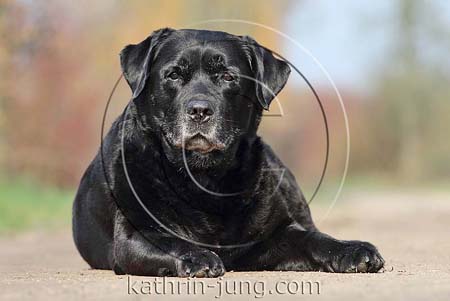Labrador schwarz Herbst aufmerksam Senior Labrador schwarz Herbst aufmerksam Senior