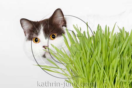 Katze mit Katzengras
