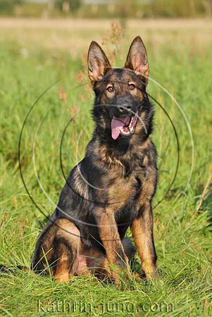 Schäferhund DSH sitzt Gras Sommer Schäferhund DSH sitzt Gras Sommer