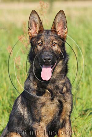 Schäferhund DSH Gras Portrait