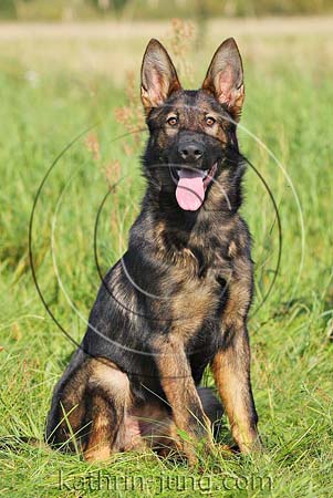 Schäferhund DSH Gras sitzt aufmerksam