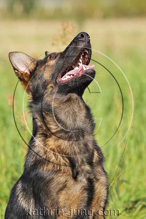 Schäferhund DSH Gras sitzt aufmerksam