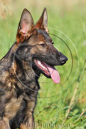 Schäferhund DSH Gras sitzt aufmerksam Portrait