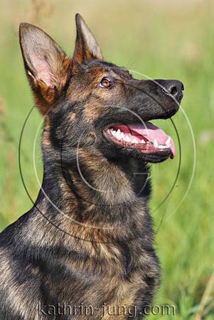 Schäferhund DSH Gras Sommer aufmerksam Portrait
