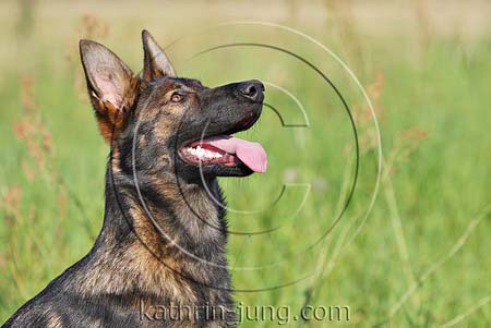 Schäferhund DSH Gras Sommer aufmerksam Portrait