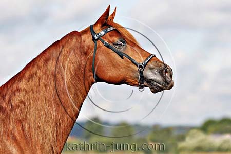 Southern Smokey Missouri Foxtrotter Hengst Southern Smokey Missouri Foxtrotter Hengst