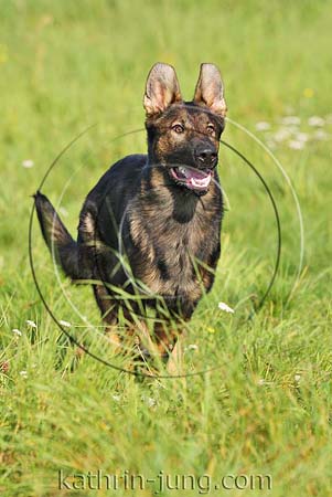 Deutscher Schäferhund DSH schwarz braun Wiese rennt frontal Galopp