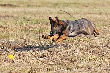 Deutscher Schäferhund DSH fliegt Acker Ball
