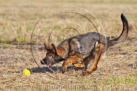Deutscher Schäferhund DSH rennt Feld Acker Stroh Ball