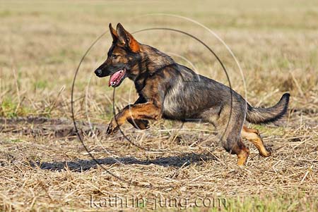 Deutscher Schäferhund DSH gaoppiert Feld Acker Stroh Herbst