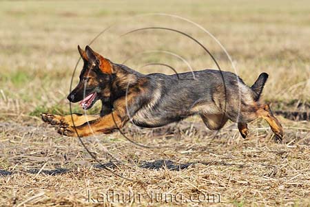 Deutscher Schäferhund DSH fliegt Feld Acker Stroh Herbst