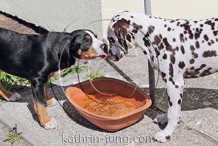 Dalmatiner braun weiß Großer Schweizer Sennenhund Welpe Wasser lecken Interaktion